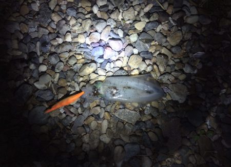 良型のコウイカ